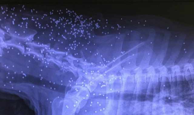 Bari, cane trafitto da centinaia di piombini: in foto la terrificante radiografia 